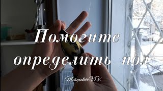 Помогите определить пол