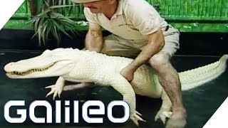 Wie gefährlich ist das Albino Krokodil? | Galileo | ProSieben
