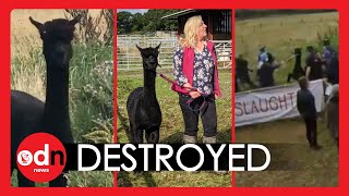 Geronimo the Alpaca is EUTHANISED