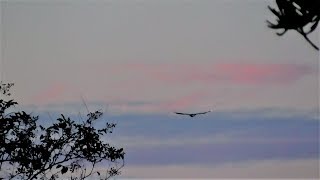 SWFL Eagles_Early Departure For Harriet & M15 & Flyover By Sub Adult 09-14-18
