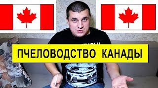 Пчеловодство в Канаде  ✅ Общение с пчеловодом, цена мёда