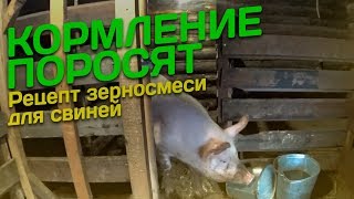 ПРАВИЛЬНОЕ КОРМЛЕНИЕ? ПОРОСЯТ?