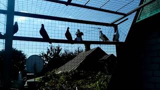 Краснодарские Бойные Голуби.Украина.Кривой Рог. Pigeons
