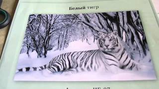 1 Вышивка бисером: обзор набора  "Белый тигр" от "Империя бисера"