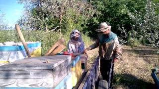 Пчеловодство. Вывезли пчёлок на гречку.