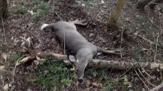 GoPro Deer Hunting