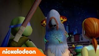TMNT: Las Tortugas Ninja | Un hombre paloma | Nickelodeon en Español