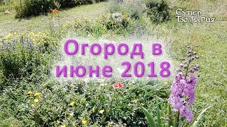 Огород в середине июня 2018 года. Природное земледелие. Жизнь в Болгарии