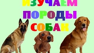 Изучаем породы собак. Названия пород собак. Развивающее видео для малышей
