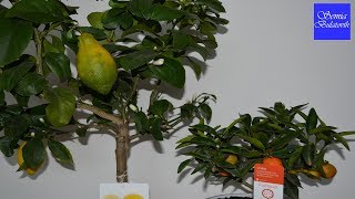 Купили привой Лимон и кумкват пересаживаем цитрусовые