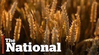 The War on Wheat