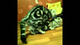 Вязка шотландский кот