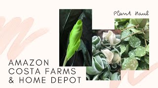 Amazon Costa Farms and Home Depot Plant Haul