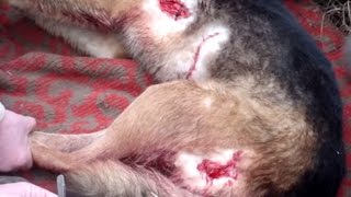 Кабан порвал собаку (wild boar tore dog) !