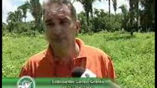 ESTILOSANTES CAMPO GRANDE