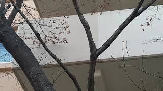 개포동주공7단지 청딱따구리 Grey-headed Woodpecker at Gapo-dong, Gangnam-gu, Seoul, Korea