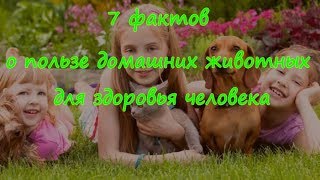 7 Фактов о пользе домашних животных для человека  About the benefits of Pets for human health