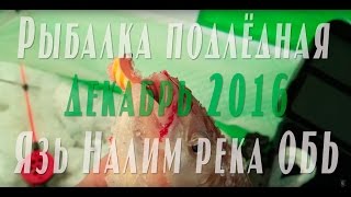 Рыбалка 7 Декабря 2016 река Обь. Подледная рыбалка. Язь, Налим. FullHD #язь #ловляязяподледная