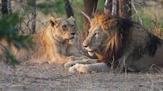 Legendary Hairybelly Matimba)Othawa Pride Latest Sightings King Still Going Strong