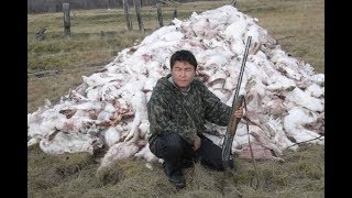 Охота на зайца троплением