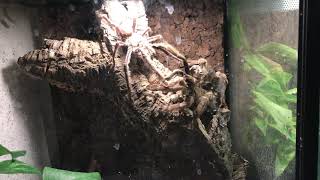 Psalmopoeus Cambridgei | Pairing