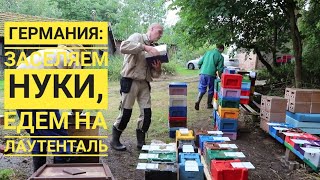 Германия: заселяем нуклеусы -  везем на облетник Лаутенталь