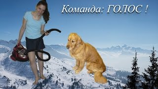 Дрессировка собаки. Команда: ГОЛОС!