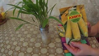 РАССАДА КУКУРУЗЫ БЕЗ ЗЕМЛИ!