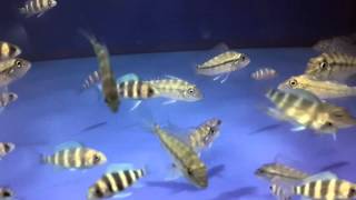 Цифотиляпия фронтоза бурунди (Cyphotilapia frontosa burundi)