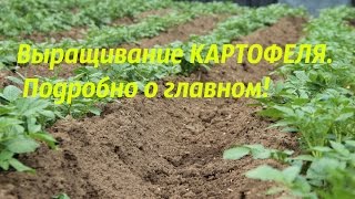 Выращивание картофеля. Подробно о главном!