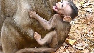 Mother Ignore Baby Crying Loudly | Poor Alba Hungry Screaming Bagging Milk | Monkey Crying