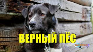 ВЕРНАЯ СОБАКА И ХОЗЯИН | ТРОГАТЕЛЬНАЯ ИСТОРИЯ ДО СЛЁЗ