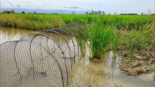 "หาดักปลา​ใส่เยื่อโครงไก่"ได้ ​ปลาดุก​ ปลากด​ หาอยู่​หากิน​กับ​บ่าว​ไท​บ้าน​