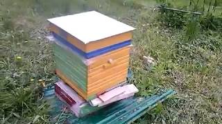 Видео для пчеловодов. Новое в пчеловодстве.