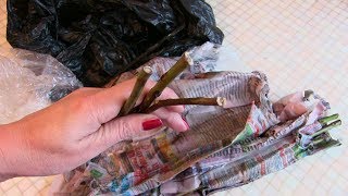 Необычный способ размножения роз методом буррито. Результат.