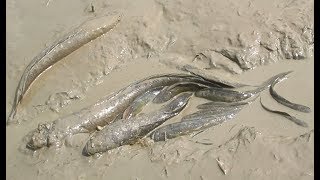 น่าจับปลาจังเมื่อปลาข่อนรวมกันเป็นฝูงจากสูบสระ-Catching mud fish a lot