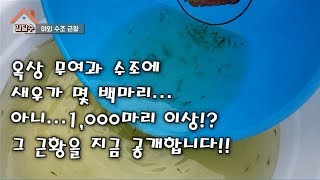 [물생활] 옥상 무여과 수조에 1000마리 이상의 새우가!?  [tropical fish] Thousands of Shrimp Living in a filterless tank