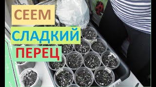 Посев проросших семян сладкого перца