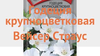 Годеция крупноцветковая Вейсер Страус ? обзор: как сажать, семена годеции Вейсер Страус