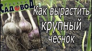 Как вырастить крупный чеснок