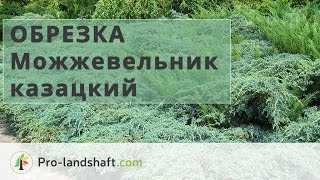 Обрезка можжевельника казацкого