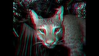 3d фото животных (Анаглиф)