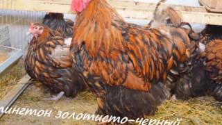 Породы кур которые можно разводить в своем хозяйстве