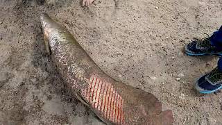 Pescaria Pirarucu (Arapaima gigas) Fazenda Riacho dos Bois