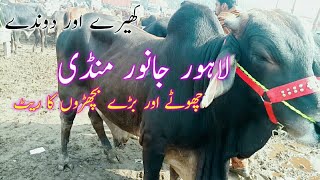 Lahore Cow Mandi Mein Bachron Kay Rates With Latest Update | New Rate Vacha Farming