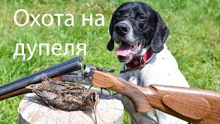 Охота на дупеля с английским пойнтером
