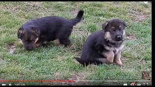 ЩЕНКИ Немецкой Овчарки. Sweet little puppies. मजेदार पशु।. الحيوانات مضحك.Одесса.