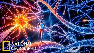 Невероятное тело человека (National Geographic)