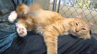 Felix the Ultimate Loving Lap Cat - Adopted!