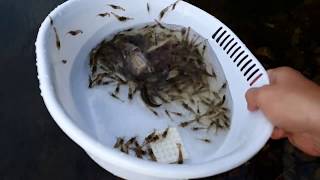 민물통발낚시 냉동생선 미끼로 저수지에서 우산통발로 생이 새우잡기 통발낚시Catching raw shrimp from umbrella in reservoir